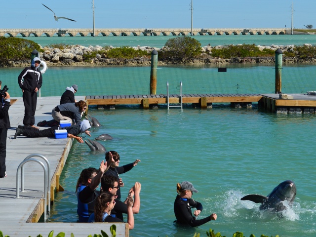 Hawks Cay Resort Florida  - Swim with Dolphins