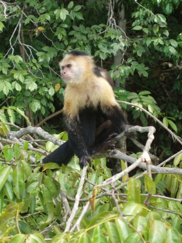 Howler Monkey in Gamboa