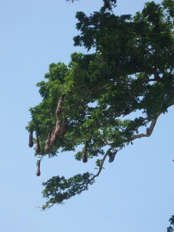 Oropendola bird nests