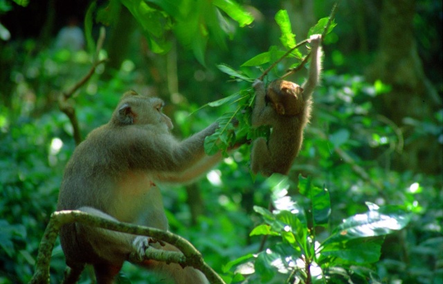 Monkeys on Monkey Forst Road, Ubud