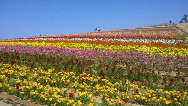 Carlsbad Flower Fields