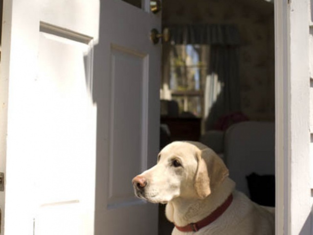 Maidstone Hotel Cottage Dog
