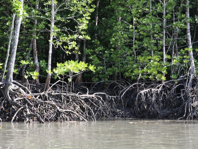 Mangrove forest, Kilim Karst Geoforest Park, Langkawi 