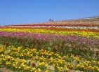 Carlsbad Flower Fields